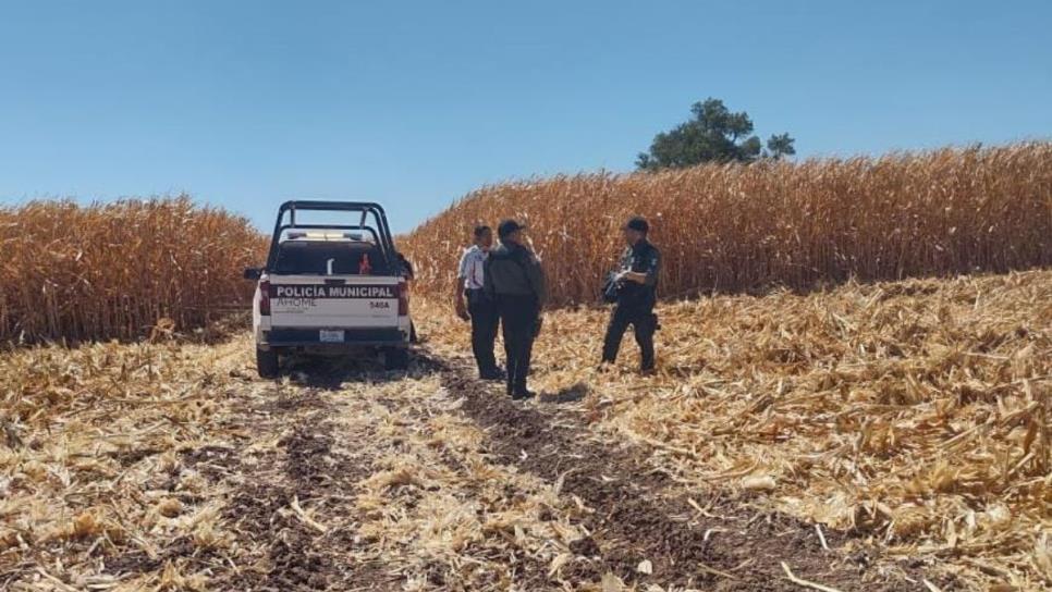 Trillaban maíz y hallaron una osamenta en una parcela del ejido 5 de Mayo, Ahome Trillaban maíz y hallaron una osamenta en una parcela del ejido 5 de Mayo, Ahome