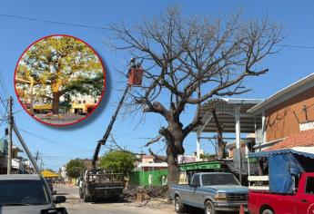 En Villa Unión, Mazatlán, cortan uno de los árboles más emblemáticos con más de 100 años