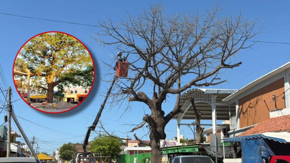 En Villa Unión, Mazatlán, cortan uno de los árboles más emblemáticos con más de 100 años En Villa Unión, Mazatlán, cortan uno de los árboles más emblemáticos con más de 100 años