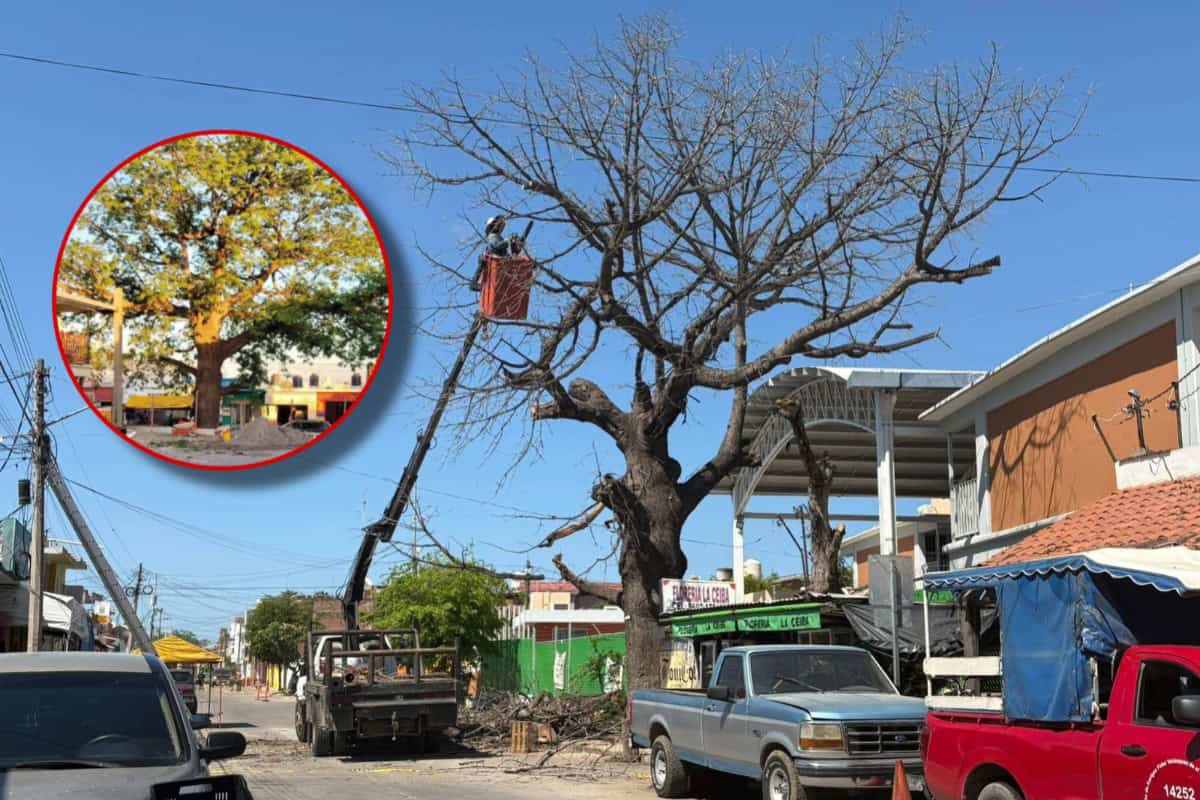 En Villa Unión, Mazatlán, cortan uno de los árboles más emblemáticos con más de 100 años