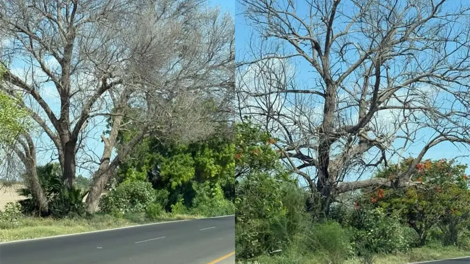 FOTO: Secan deliberadamente 7 álamos entre Mochis y Ahome