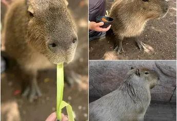 Capibaras del Zoológico de Culiacán: ¿Cuándo podrás verlos y cuánto cuesta la entrada?