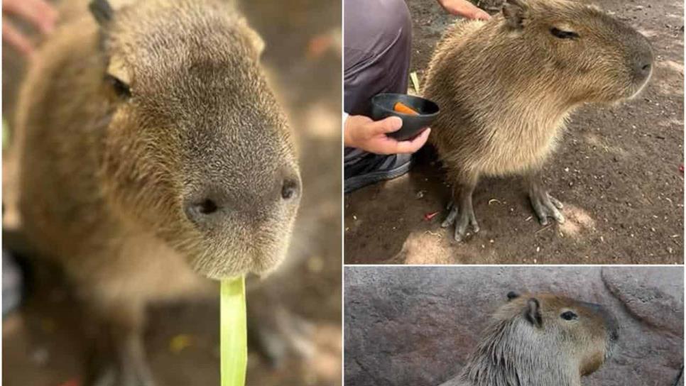 ¿Eres amante de los capibaras? Este tour desde Mazatlán te lleva a conocerlos de cerca ¿Eres amante de los capibaras? Este tour desde Mazatlán te lleva a conocerlos de cerca