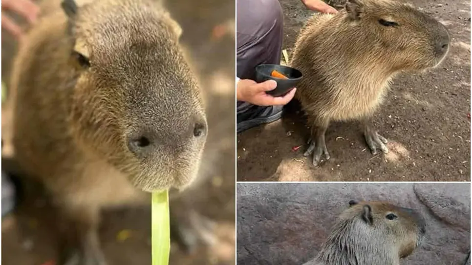 Si eres fan de los capibaras y te encantaría conocerlos de cerca, esta es tu oportunidad