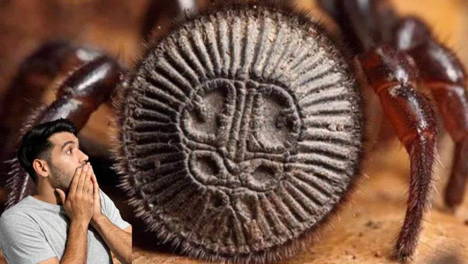 La araña cabeza de moneda" causa polémica en redes, ¿es realmente venenosa?