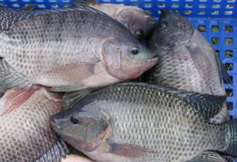 Sinaloa lidera impulso nacional por el futuro de la tilapia en México