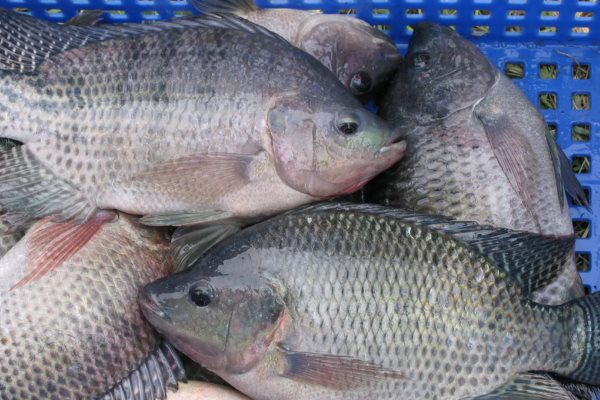 Sinaloa lidera impulso nacional por el futuro de la tilapia en México