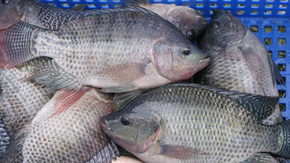 Sinaloa lidera impulso nacional por el futuro de la tilapia en México Sinaloa lidera impulso nacional por el futuro de la tilapia en México