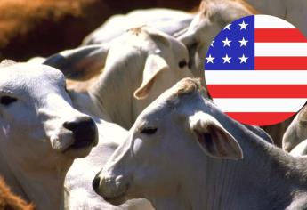 Estados Unidos reabrirá frontera para importación de ganado mexicano a partir del 7 de julio