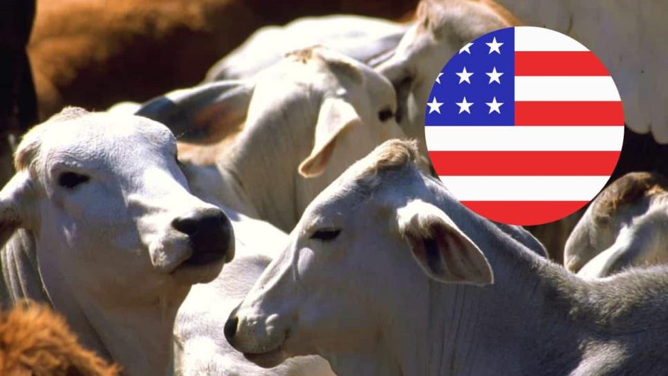 Estados Unidos reabrirá frontera para importación de ganado mexicano a partir del 7 de julio Estados Unidos reabrirá frontera para importación de ganado mexicano a partir del 7 de julio