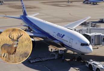 ¿Por qué en algunos aeropuertos de México los venados son una “plaga”?