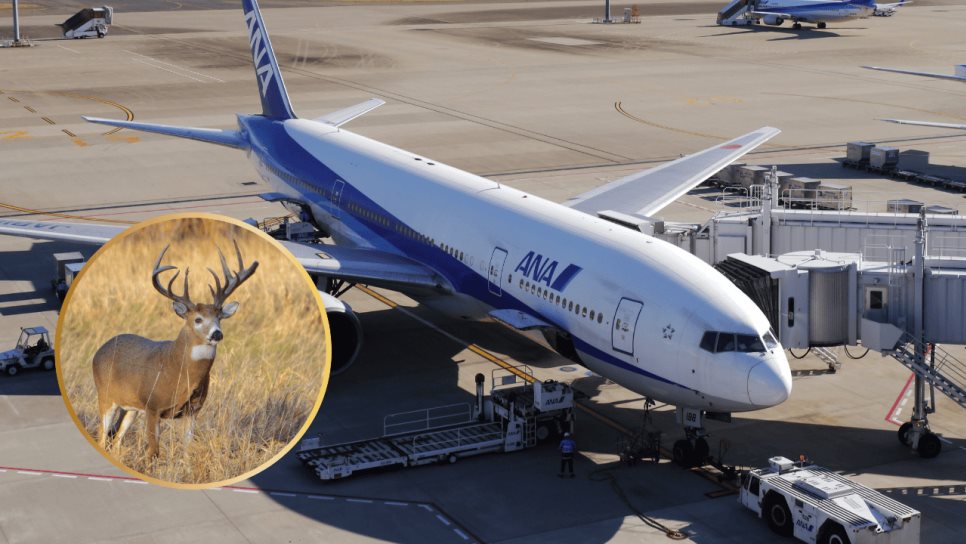 ¿Por qué en algunos aeropuertos de México los venados son una "plaga"? ¿Por qué en algunos aeropuertos de México los venados son una "plaga"?