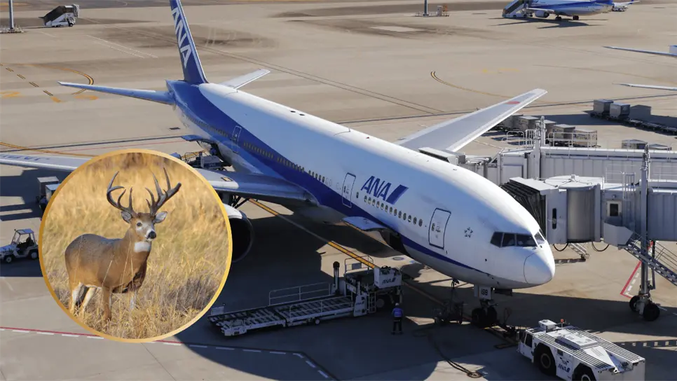 FOTO: Plaga de Venados.