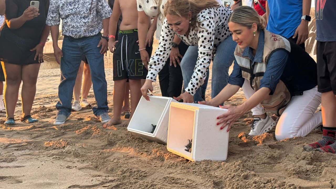 Durante este banderazo de inicio del operativo, la alcaldesa hizo entrega de reconocimientos a voluntarios que participan en el cuidado de la tortuga, así como también se llevó a cabo una liberación de crías del quelonio