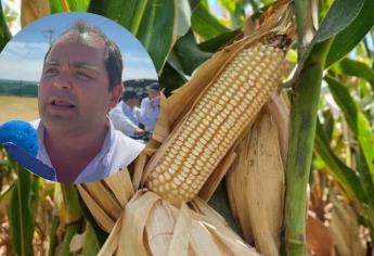 Sinaloa con la peor producción de maíz y sin precio en el mercado