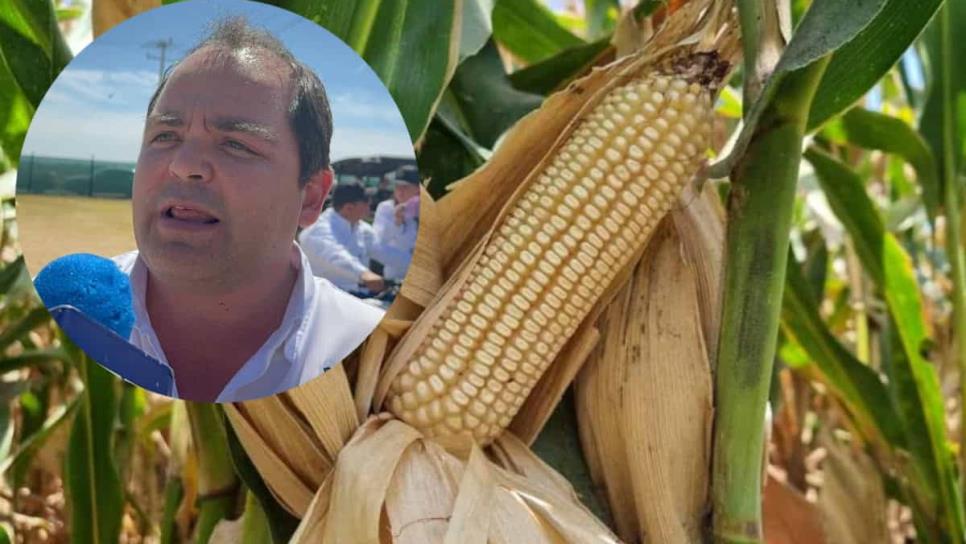 Sinaloa con la peor producción de maíz y sin precio en el mercado Sinaloa con la peor producción de maíz y sin precio en el mercado