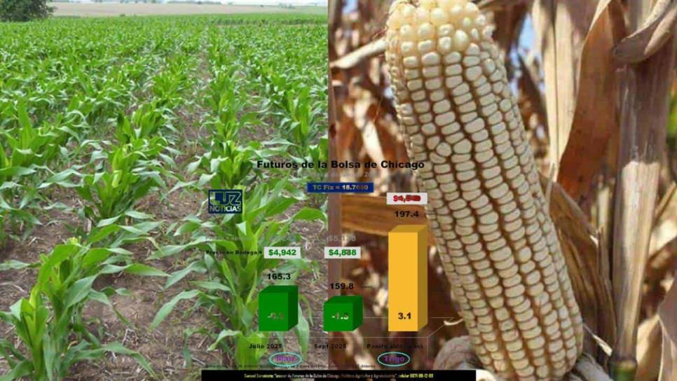 Samuel Sarmiento: precio del maíz cae a $4,942 por tonelada en Agricultura por Contrato Samuel Sarmiento: precio del maíz cae a $4,942 por tonelada en Agricultura por Contrato