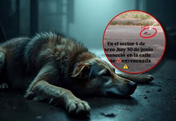 Vecinos denuncian intento de envenenamiento de perros en Culiacán: ponen carne envenenada en esta calle