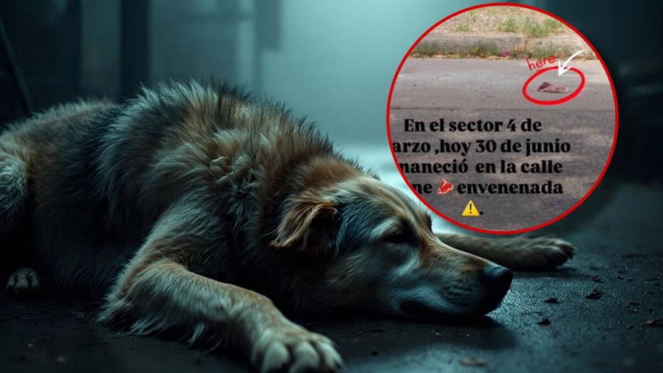 Vecinos denuncian intento de envenenamiento de perros en Culiacán: ponen carne envenenada en esta calle Vecinos denuncian intento de envenenamiento de perros en Culiacán: ponen carne envenenada en esta calle