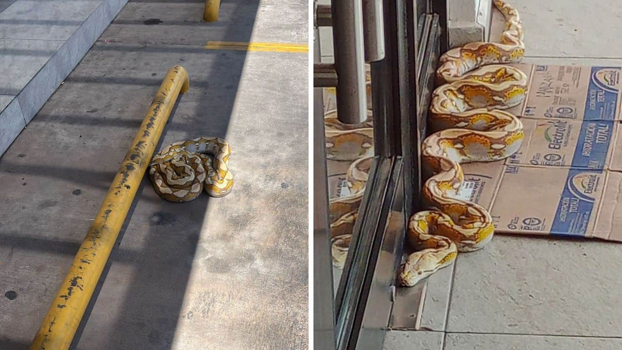 Los trabajadores de la farmacia indicaron que minutos después unos jóvenes acudieron en busca de la Boa señalando que era de ellos y la acababan de vender a unas personas de la zona y fue a ellas a quienes se les había escapado