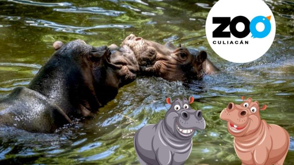 Gloria y Motomoto se llamarán los hipopótamos del Zoológico de Culiacán Gloria y Motomoto se llamarán los hipopótamos del Zoológico de Culiacán