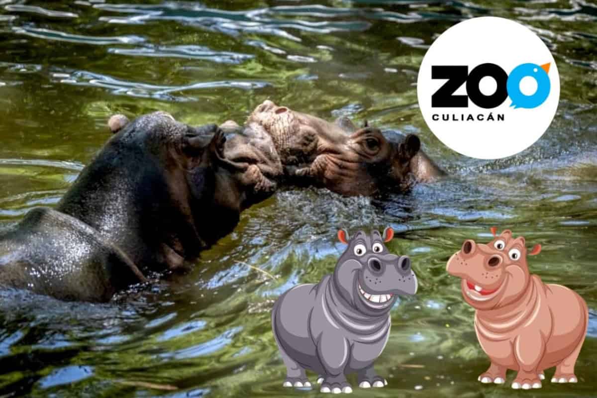 Gloria y Motomoto se llamarán los hipopótamos del Zoológico de Culiacán