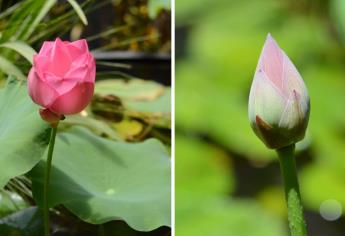 ¡Renace la flor de loto en el Parque Sinaloa! Un espectáculo natural que podrás ver hasta el 10 de julio