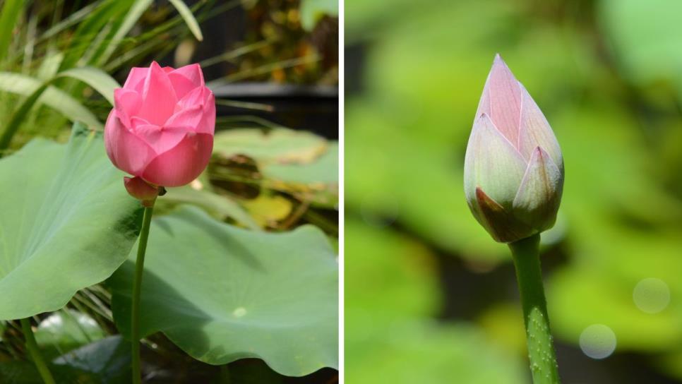 ¡Renace la flor de loto en el Parque Sinaloa! Un espectáculo natural que podrás ver hasta el 10 de julio ¡Renace la flor de loto en el Parque Sinaloa! Un espectáculo natural que podrás ver hasta el 10 de julio