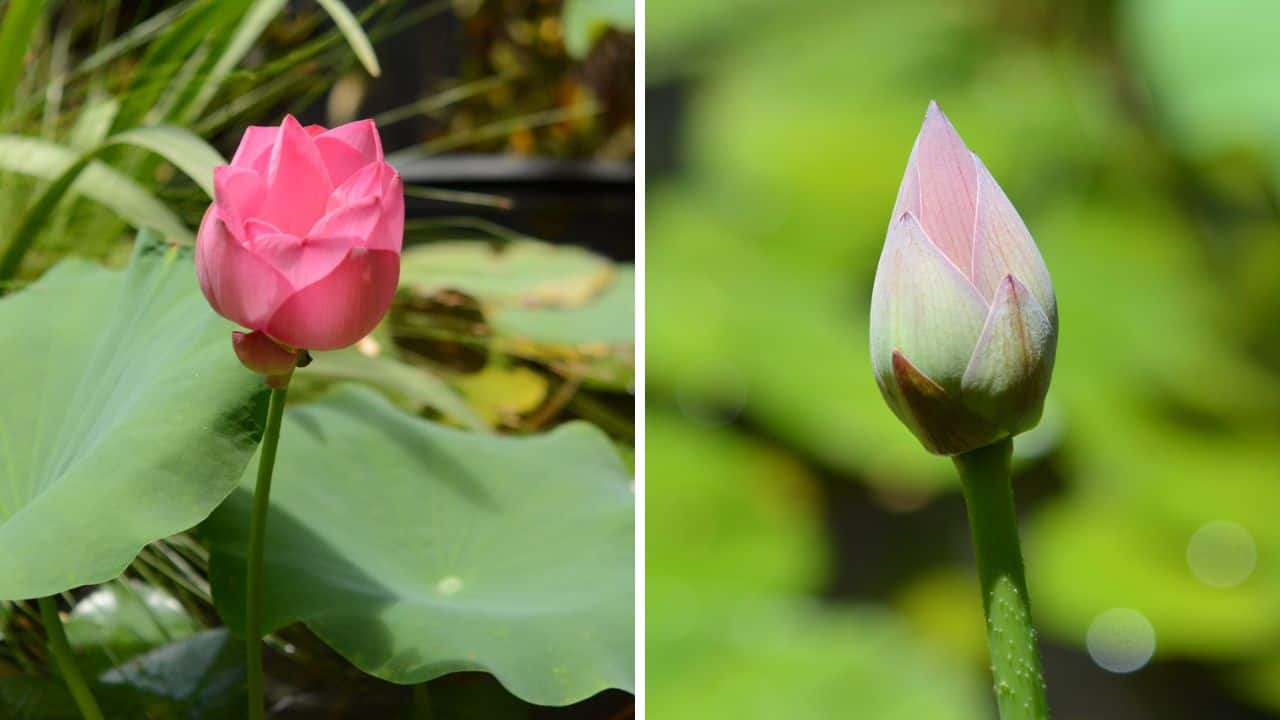 El Plantario del Jardín Botánico es un sendero interpretativo que abre sus puertas de lunes a viernes en dos turnos: de 10:00 a.m. a 12:00 p.m. y de 3:30 p.m. a 5:30 p.m. Los sábados y domingos el horario es de 1:00 p.m. a 5:00 p.m