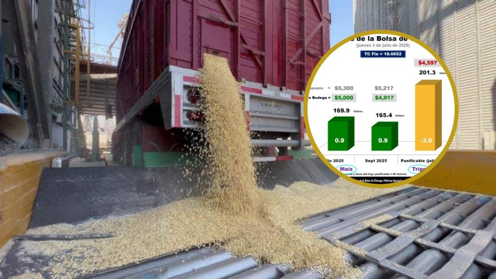 México importa el 51% del maíz que consume en 2025 ¿Dónde quedó la soberanía alimentaria? México importa el 51% del maíz que consume en 2025 ¿Dónde quedó la soberanía alimentaria?