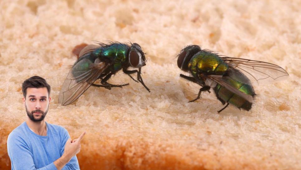 ¿Cuánto tiempo le toma a una mosca contaminar los alimentos? ¿Cuánto tiempo le toma a una mosca contaminar los alimentos?