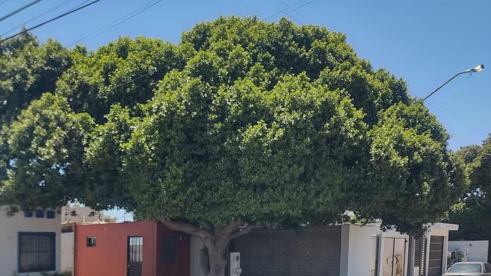 Trucos para mantener tu casa fresca durante el calor extremo Trucos para mantener tu casa fresca durante el calor extremo