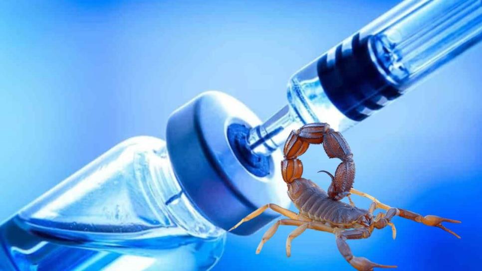 El veneno de este escorpión podría ayudar en el combate del cáncer de mama El veneno de este escorpión podría ayudar en el combate del cáncer de mama