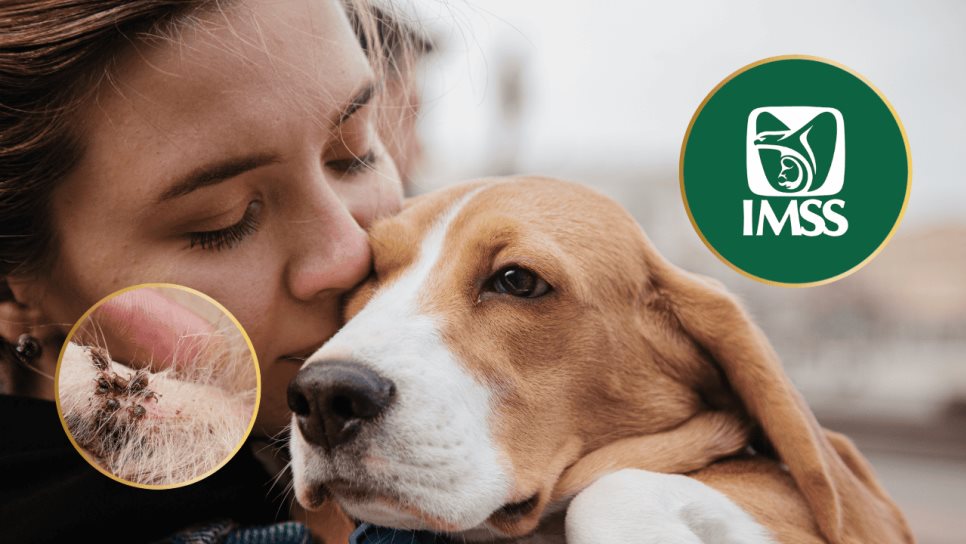IMSS advierte sobre las enfermedades que pasan las mascotas a sus dueños humanos IMSS advierte sobre las enfermedades que pasan las mascotas a sus dueños humanos