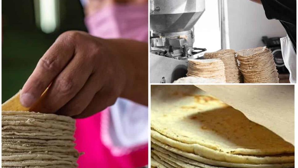 Productores de Sinaloa denuncian amenaza a la tortilla por ingreso de transnacional Productores de Sinaloa denuncian amenaza a la tortilla por ingreso de transnacional