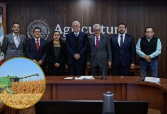 Grupo MASECA comprará 200 mil toneladas de maíz blanco en Sinaloa