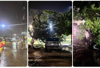 Árboles caídos, vehículos varados y encharcamientos dejan las lluvias en Mazatlán