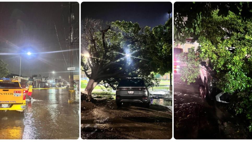 Árboles caídos, vehículos varados y encharcamientos dejan las lluvias en Mazatlán Árboles caídos, vehículos varados y encharcamientos dejan las lluvias en Mazatlán