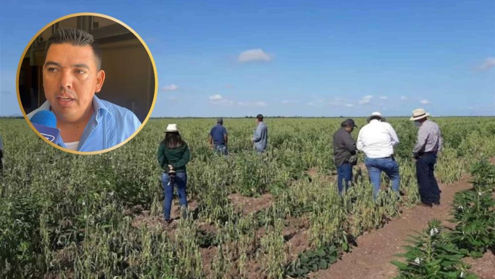 Choix reactiva su economía agrícola con las lluvias Choix reactiva su economía agrícola con las lluvias