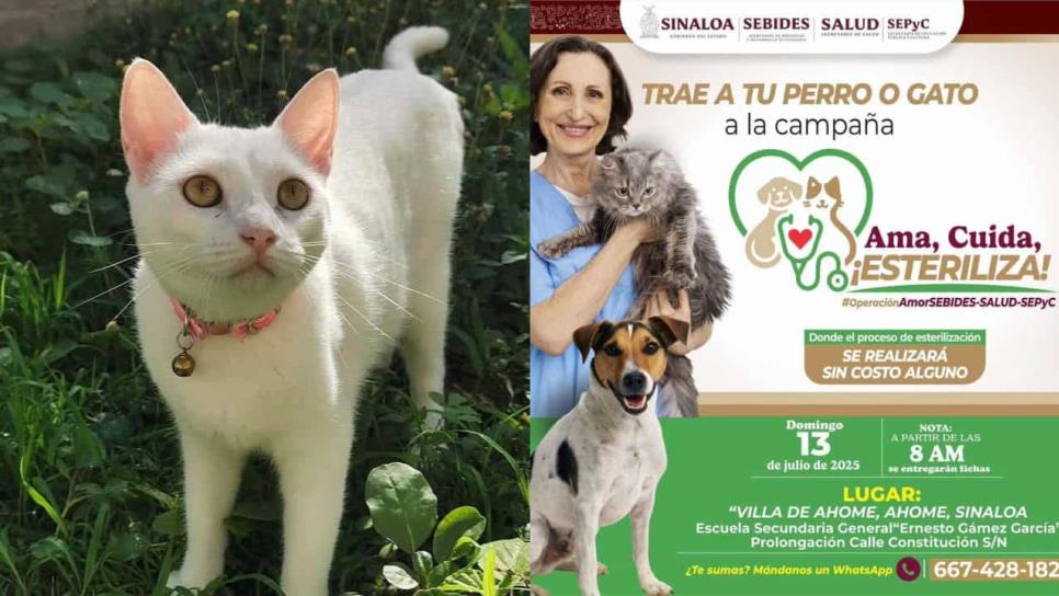 Campaña de esterilización de mascotas en la Villa de Ahome y será gratis Campaña de esterilización de mascotas en la Villa de Ahome y será gratis