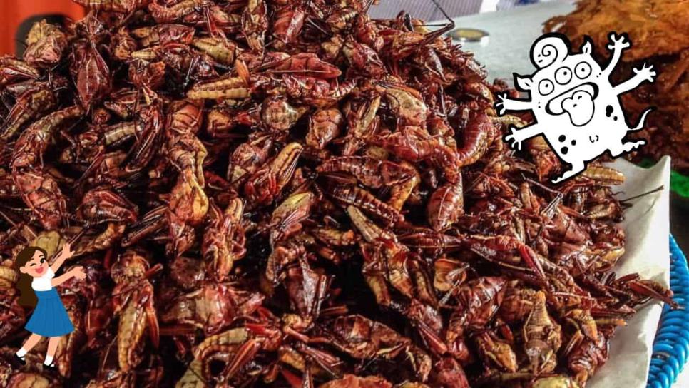Chapulines fritos: ¿Qué tan saludables son y cómo se comen? Chapulines fritos: ¿Qué tan saludables son y cómo se comen?