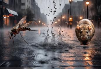 Calor y lluvia aumentan el riesgo de contraer estas enfermedades; las plagas son la causa