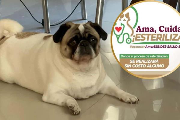 Esteriliza a tu mascota completamente gratis en Los Mochis
