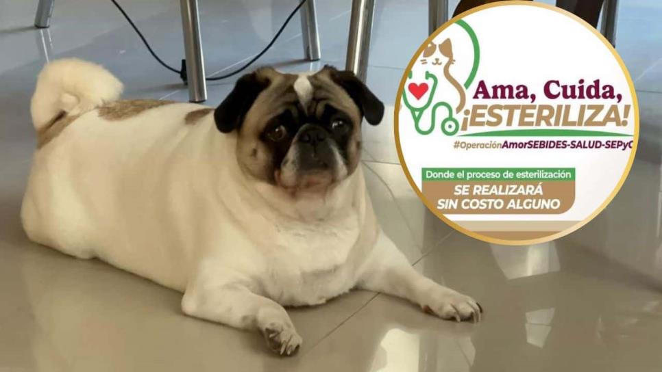 Esteriliza a tu mascota completamente gratis en Los Mochis Esteriliza a tu mascota completamente gratis en Los Mochis