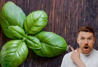Esta planta aromática elimina las moscas de tu casa