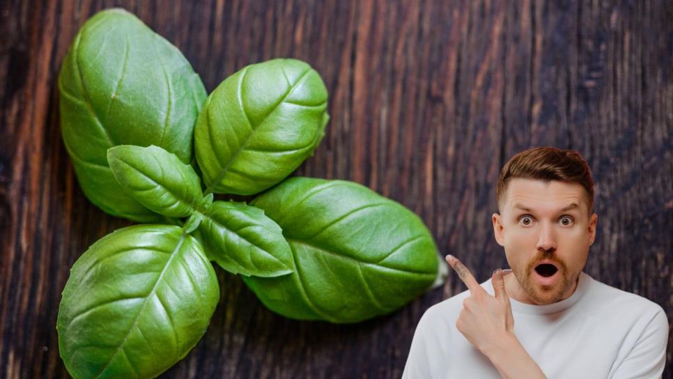 Esta planta aromática elimina las moscas de tu casa Esta planta aromática elimina las moscas de tu casa
