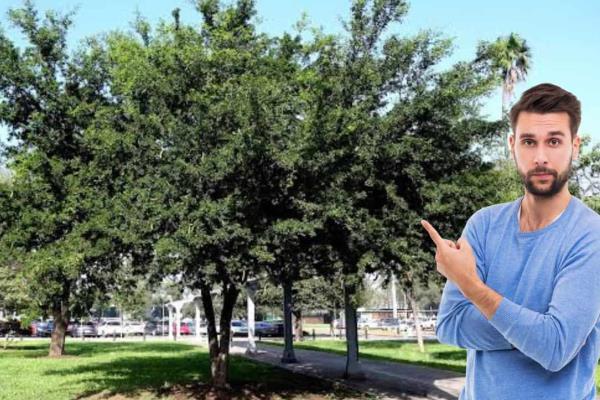 Árboles ideales para banquetas en Los Mochis: dan sombra, crecen rápido y no dañan el pavimento