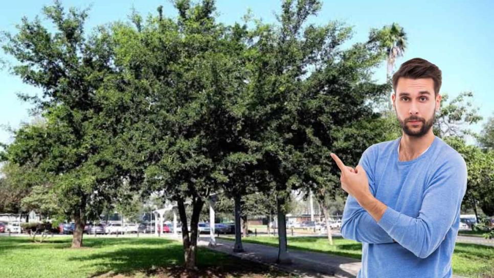 Árboles ideales para banquetas en Los Mochis: dan sombra, crecen rápido y no dañan el pavimento Árboles ideales para banquetas en Los Mochis: dan sombra, crecen rápido y no dañan el pavimento