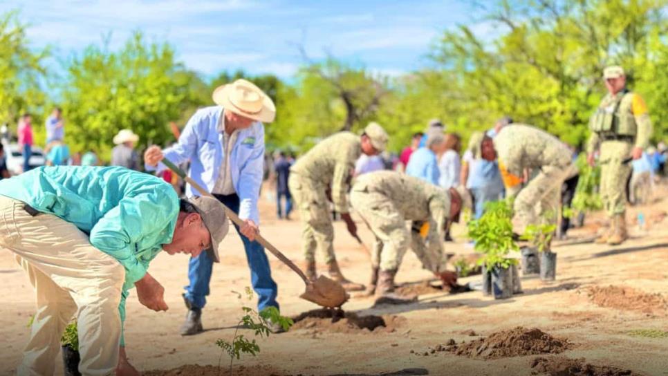 El Fuerte y Choix se unen a campaña de arborización del programa "Jornadas por la Paz" El Fuerte y Choix se unen a campaña de arborización del programa "Jornadas por la Paz"