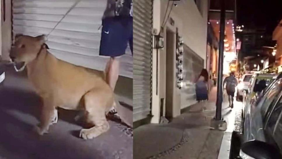 Pareja pasea un león cerca del malecón de Puerto Vallarta | VIDEO Pareja pasea un león cerca del malecón de Puerto Vallarta | VIDEO
